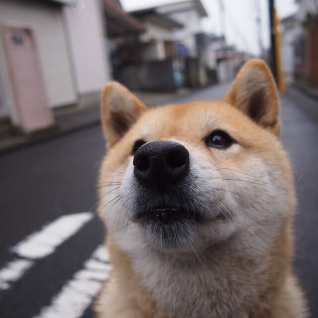 九游体育网站-2001年西部决赛：沙奎尔·奥尼尔在对阵太阳的比赛中表现惊人，带领湖人实现逆转，成功晋级总决赛，当赛季夺冠。