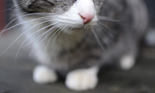 2021年季后赛,库里的每一场远投都成为比赛的“焦点”,数场比赛投中五个以上三分球