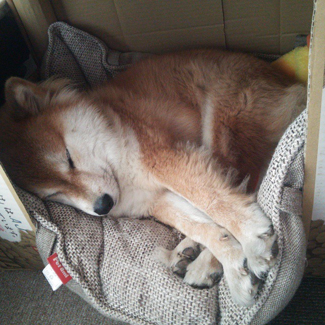 _勇士三分线外火力全开，场场爆发_，勇士三分战术