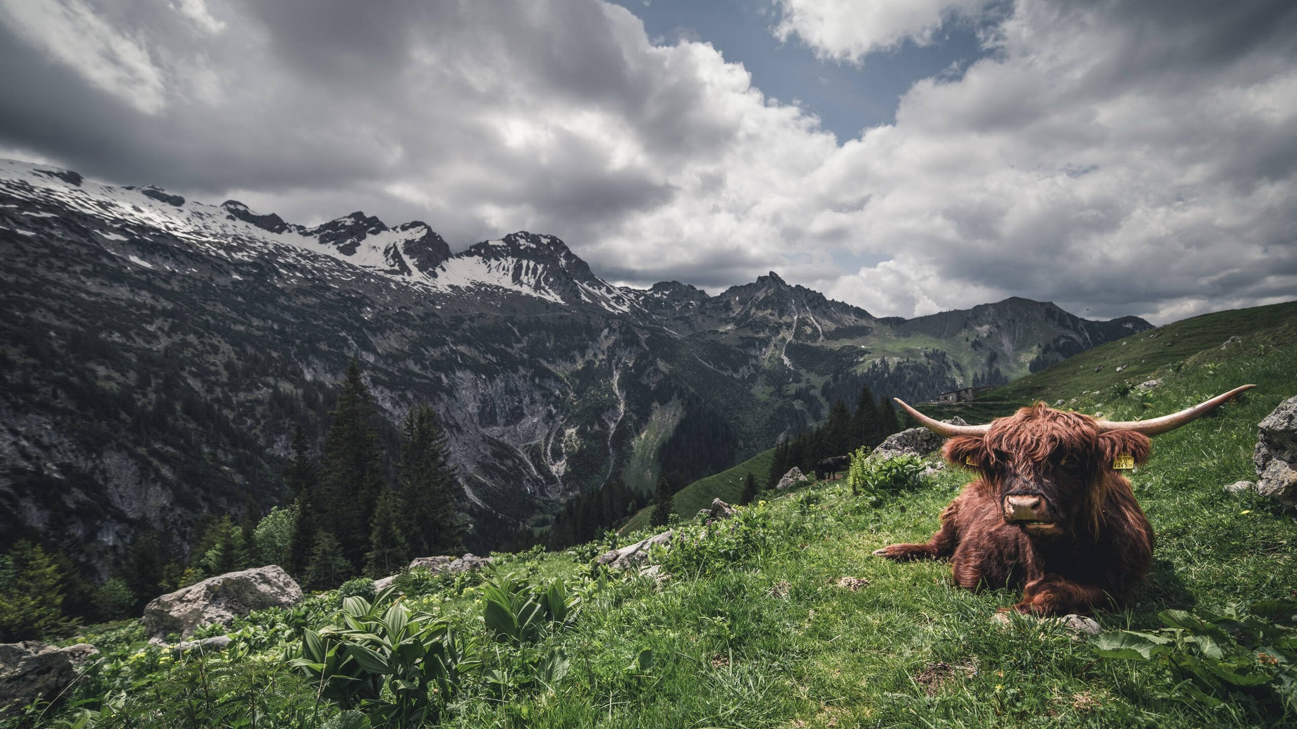 “战术布置”——教你看懂车队的战略布局,车队组织架构