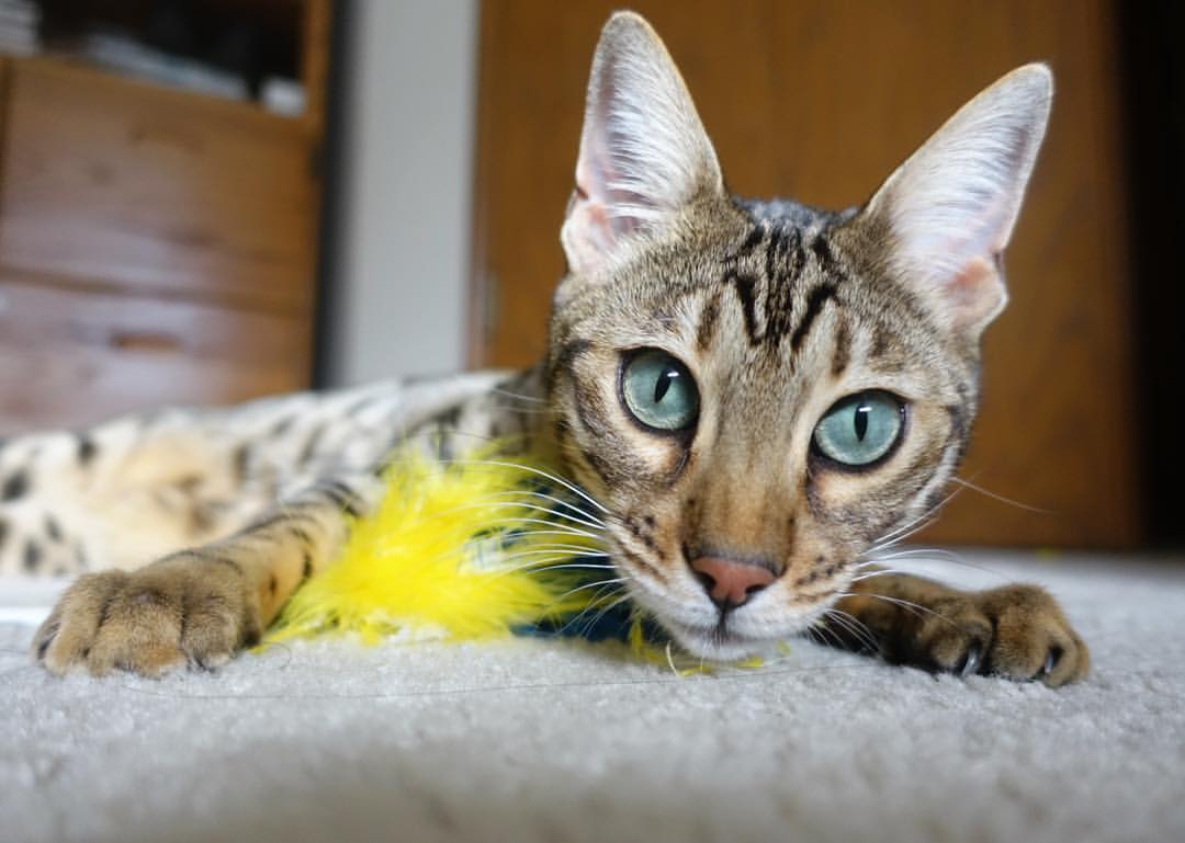 九游体育网页入口-“足球场馆升级改造计划正式启动”，足球场馆面积有多大