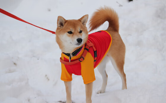 传统民族舞蹈运动会，文化舞台上的青春律动，运动会民族舞解说词